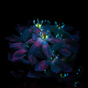 丝瓜黄色强奸视频
